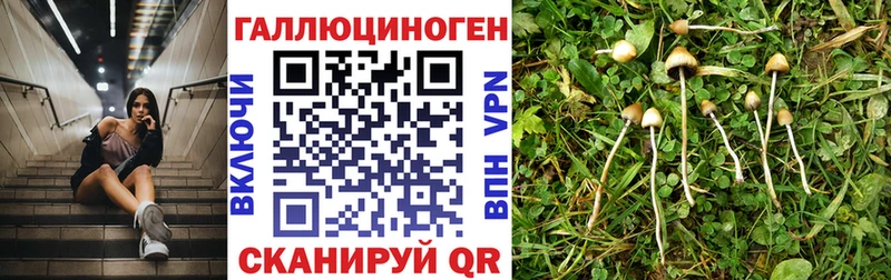купить наркотики цена  Железногорск-Илимский  Псилоцибиновые грибы Psilocybine cubensis 